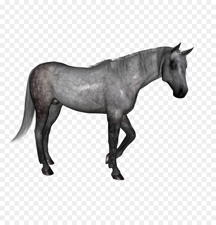 Mustang，Poney PNG