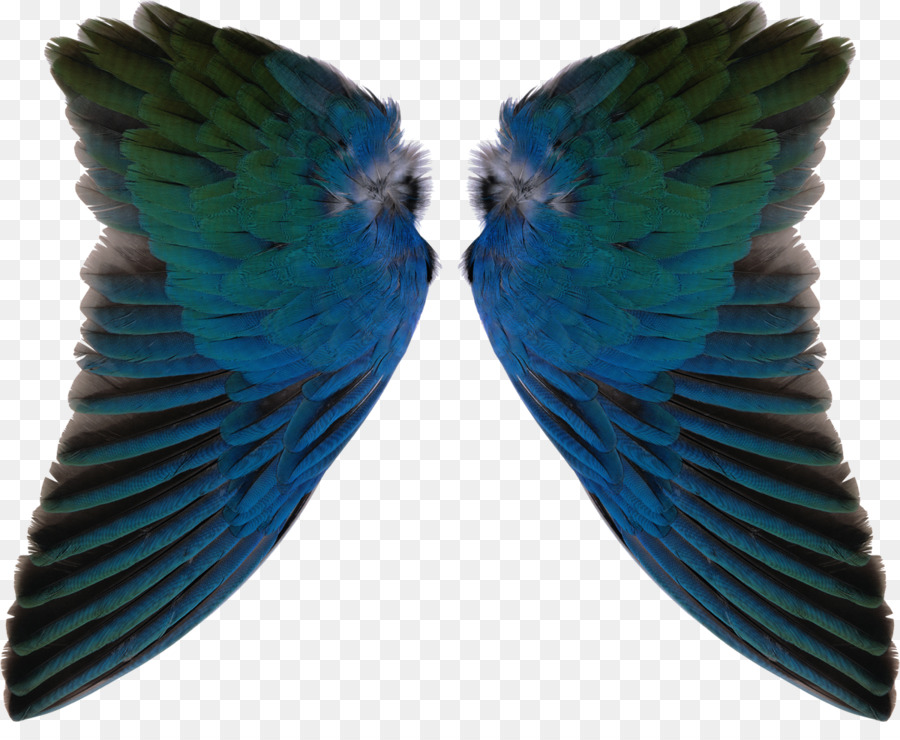 Ailes Bleues，Plumes PNG