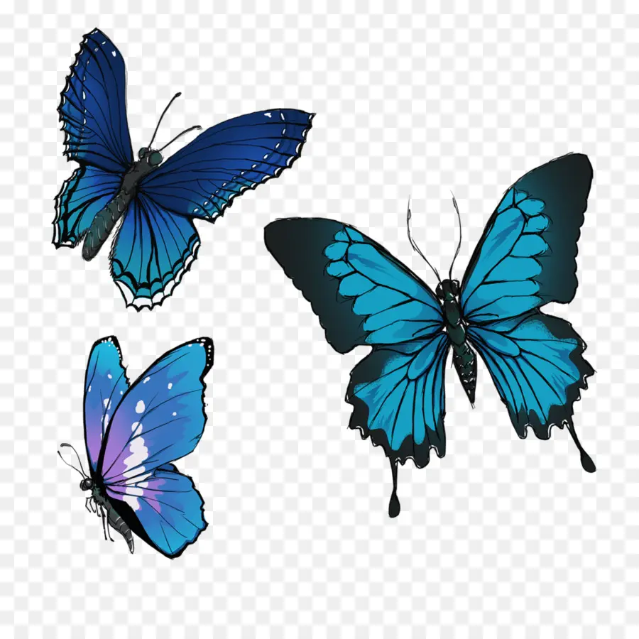 Papillon，Dessin PNG