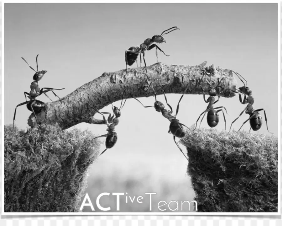 Fourmis，Travail D'équipe PNG