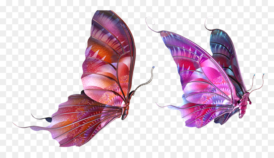 Papillons，Insectes PNG