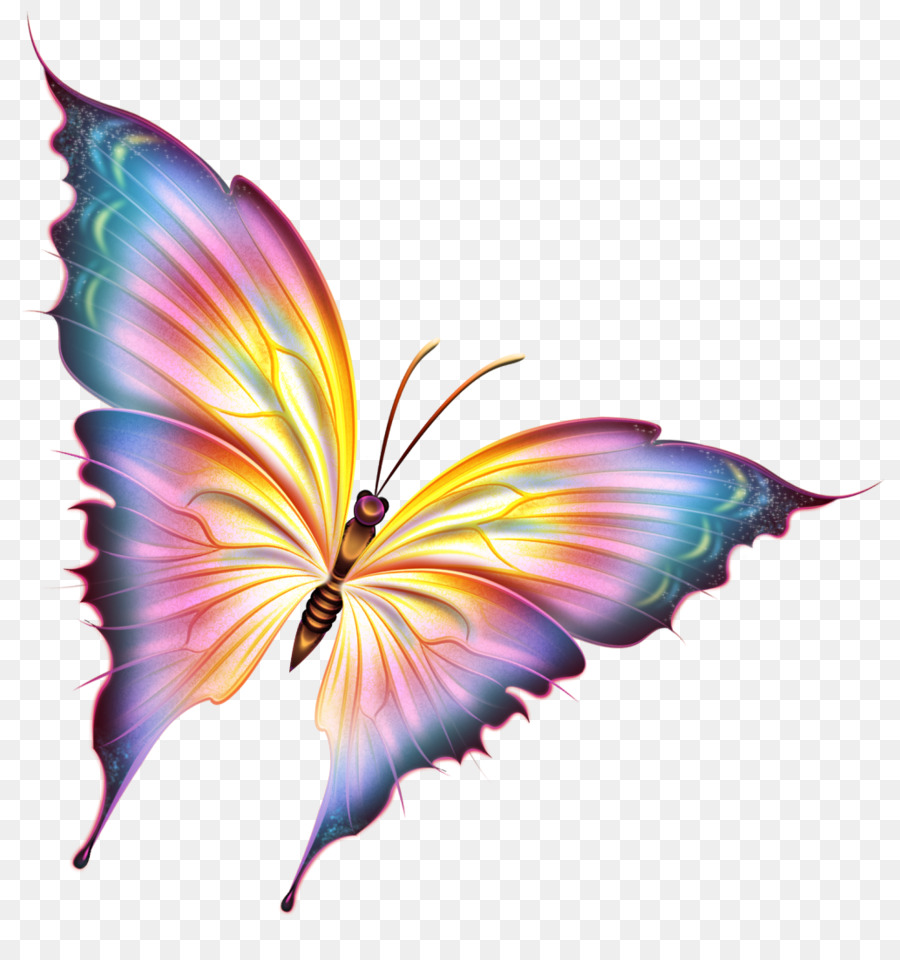 Papillon，Coloré PNG