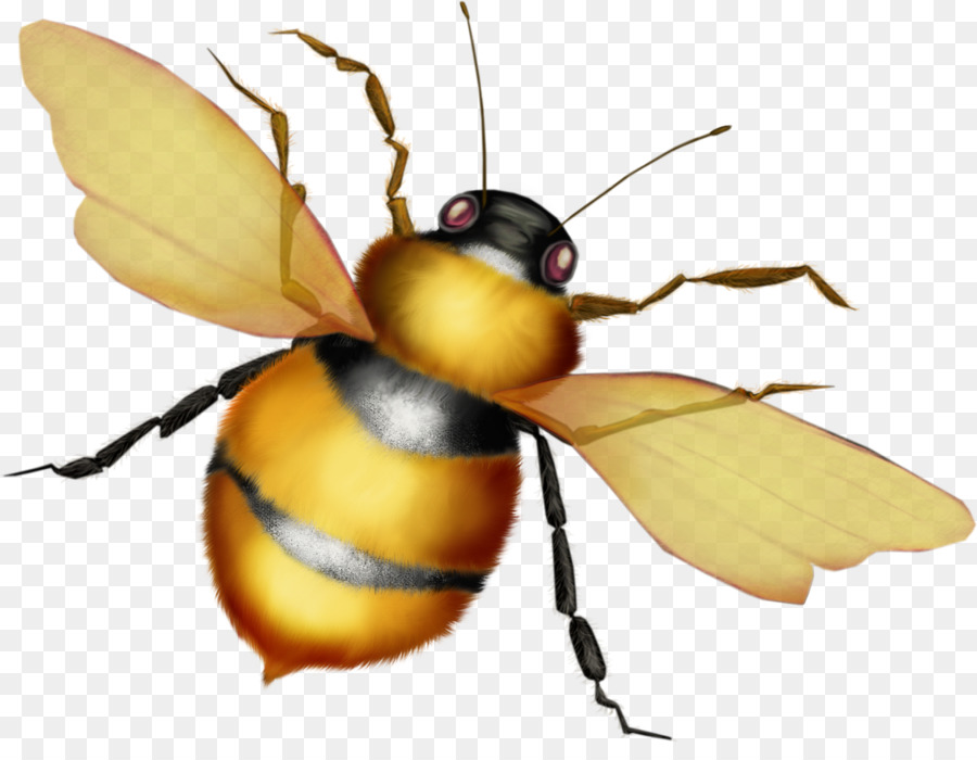 Abeille，Ailes PNG