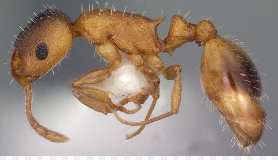 Abeille，Myrmicinae PNG