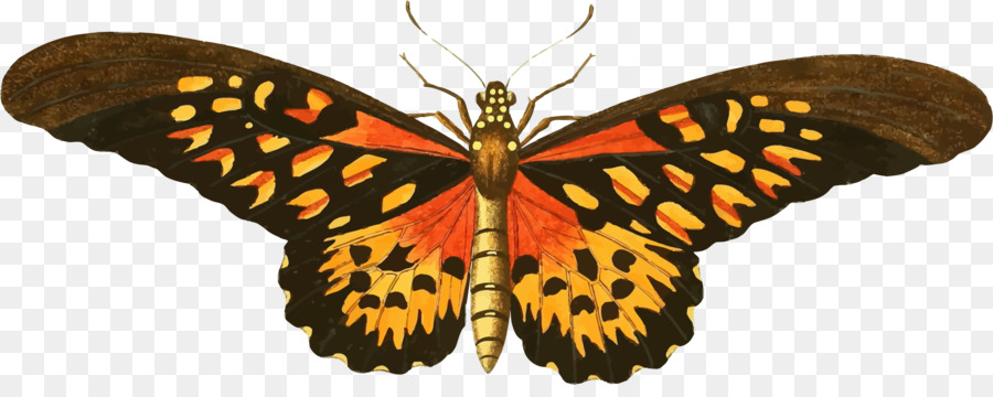 Papillon Monarque，Orange PNG