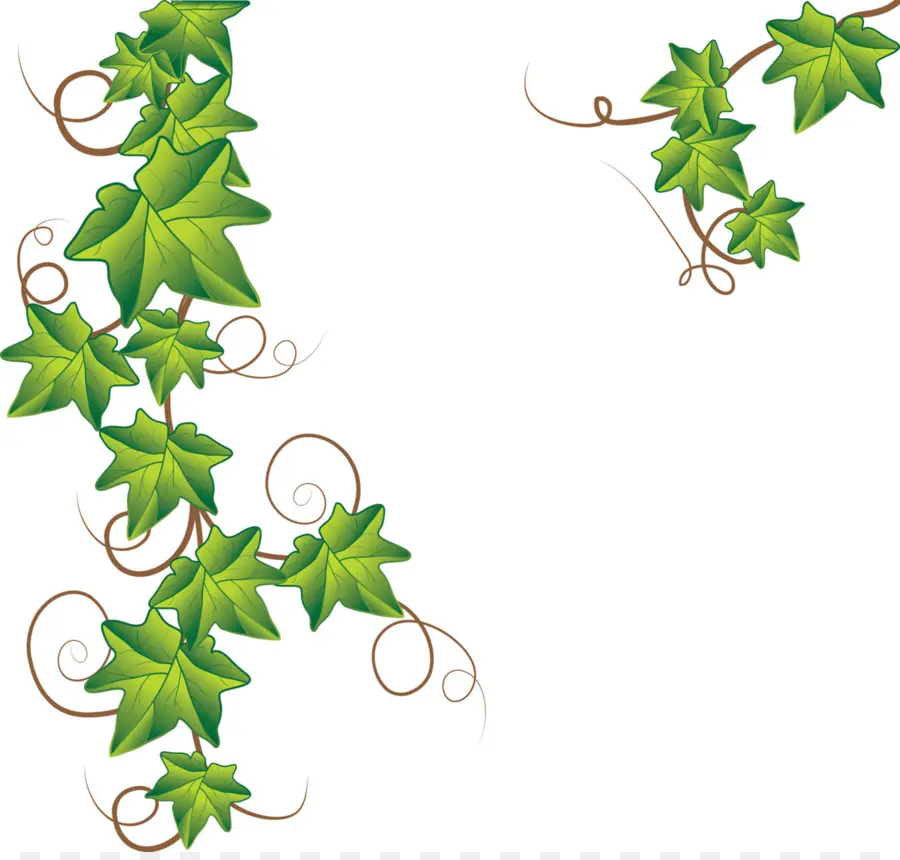 Lierre Vert，Feuilles PNG