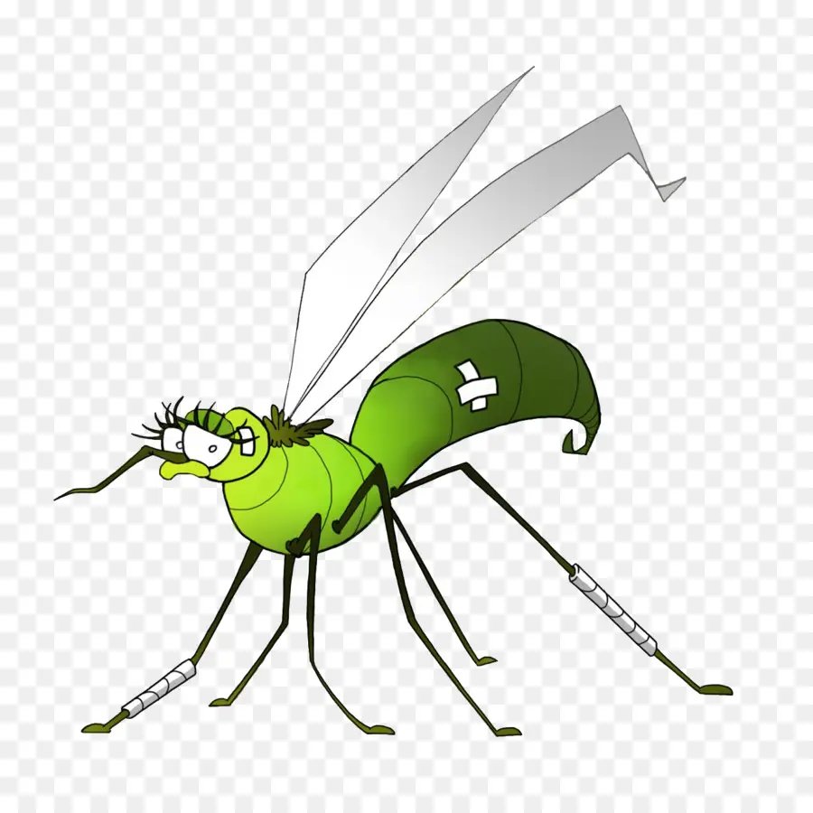 Insecte Vert，Dessin Animé PNG