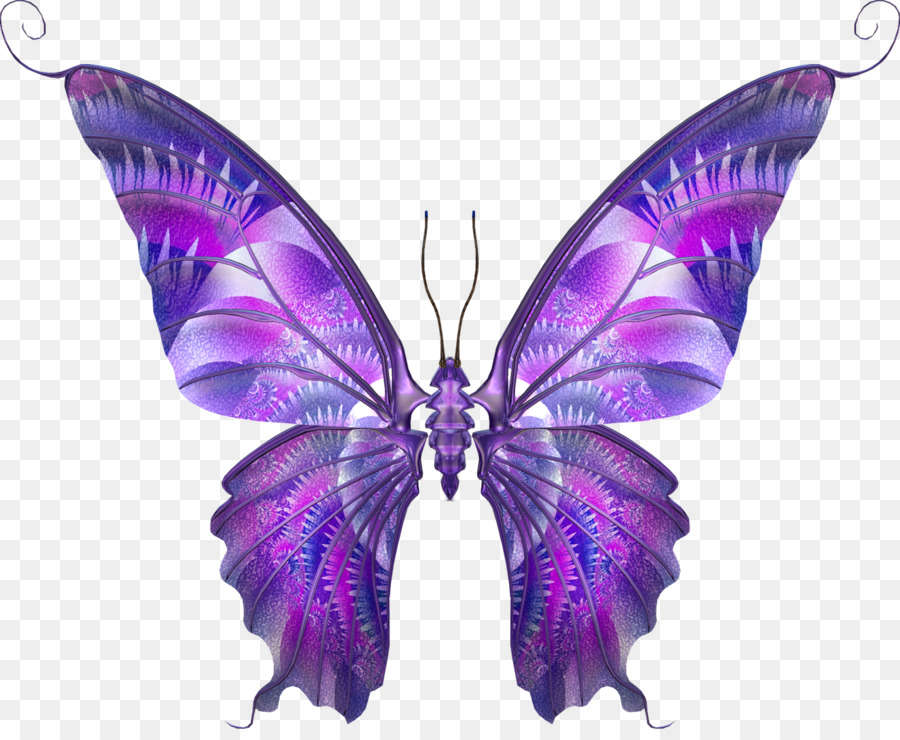 Papillon，Rose PNG