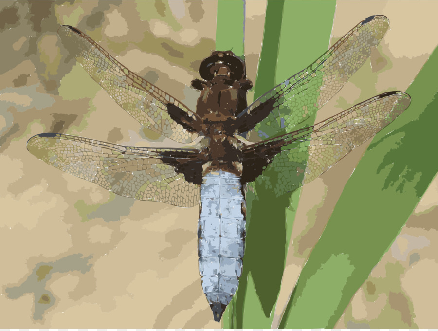 Libellula Depressa，Insecte PNG