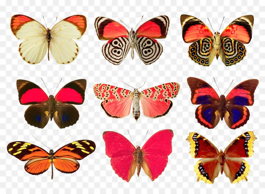 Papillons，Coloré PNG