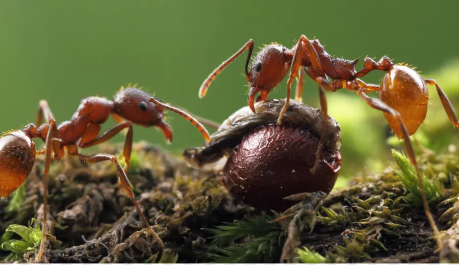 Fourmis Rouges，Macro PNG