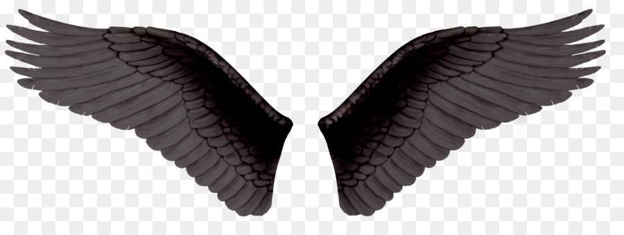 Ailes Noires，Plumes PNG