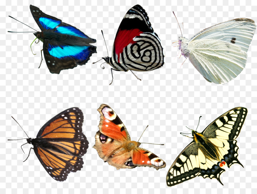 Papillons，Coloré PNG