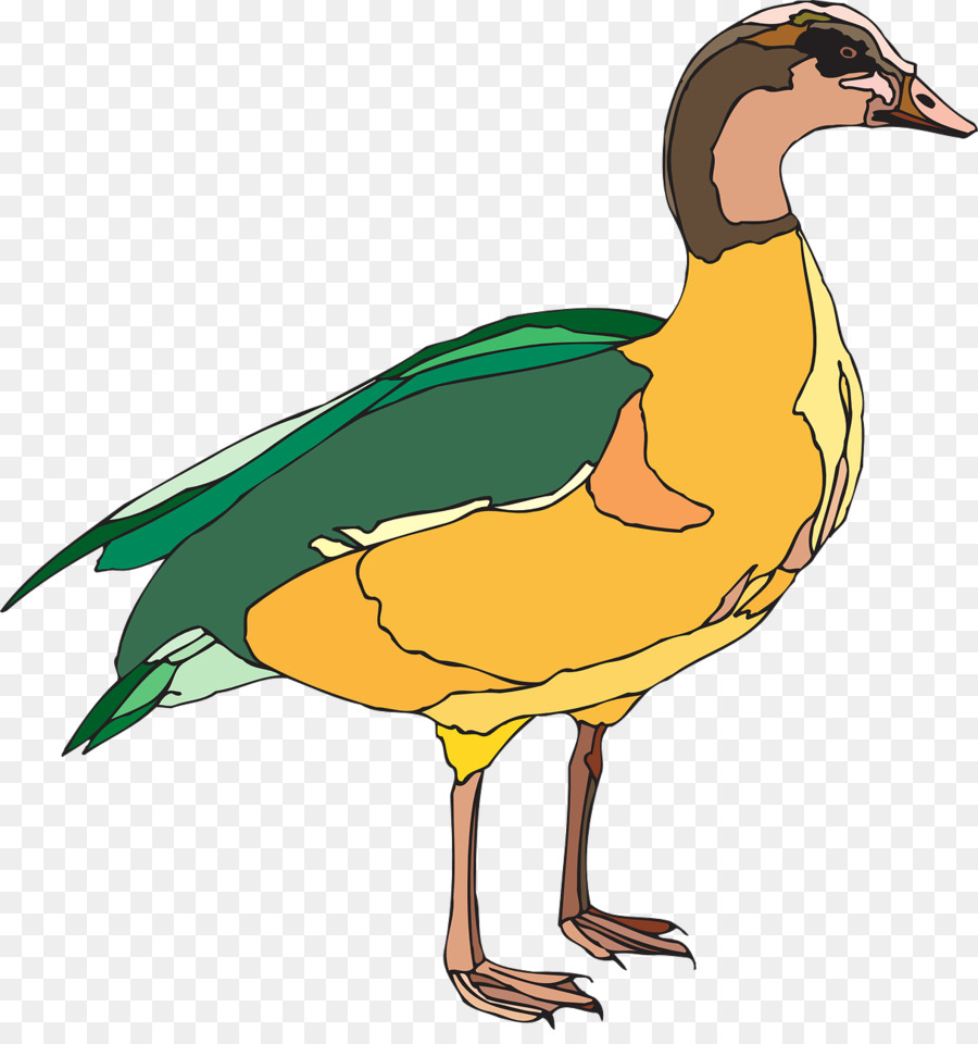 Canard，Oiseau PNG