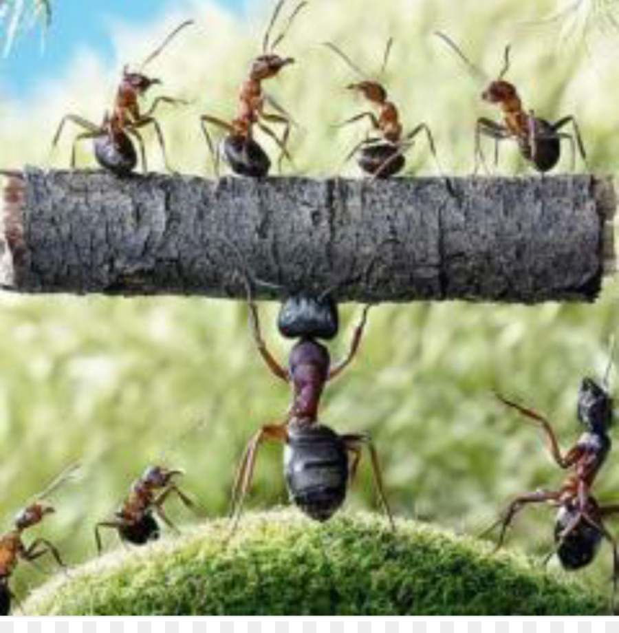 Camponotus Herculeanus，Les Insectes PNG