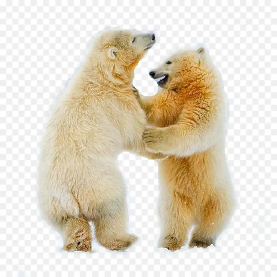 L Ours Polaire，Ours Polaires PNG