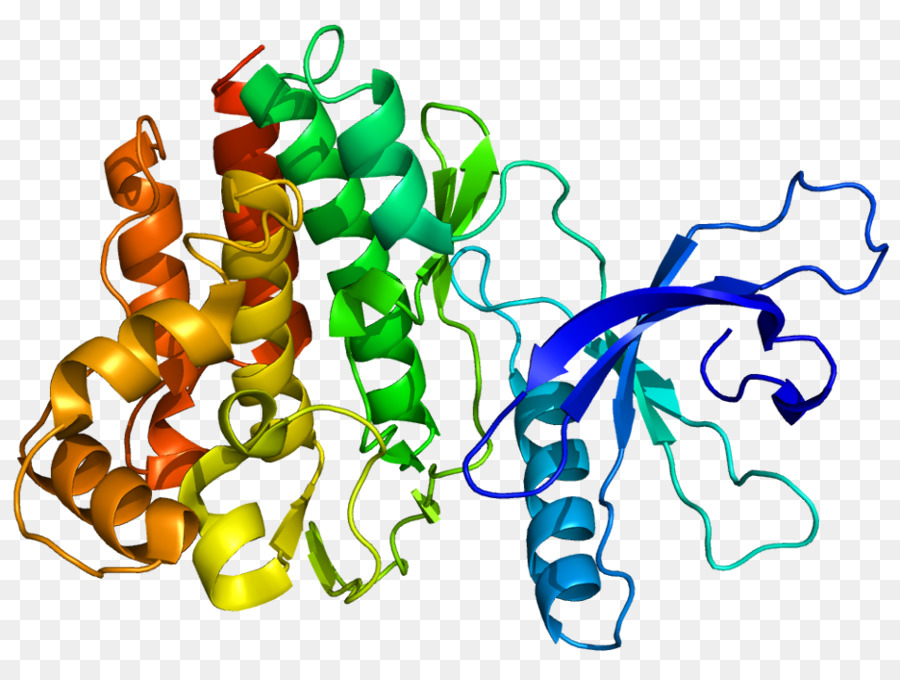 Structure Des Protéines，Biologie PNG