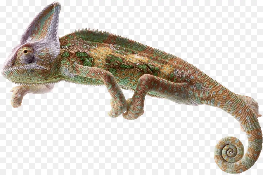 Caméléon，Vert PNG