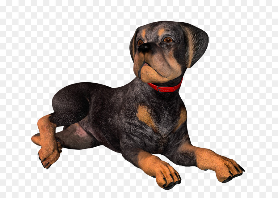 Chiot，Chien PNG