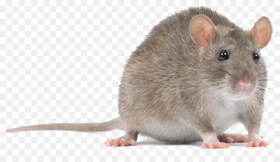 Rat Gris，Rongeur PNG