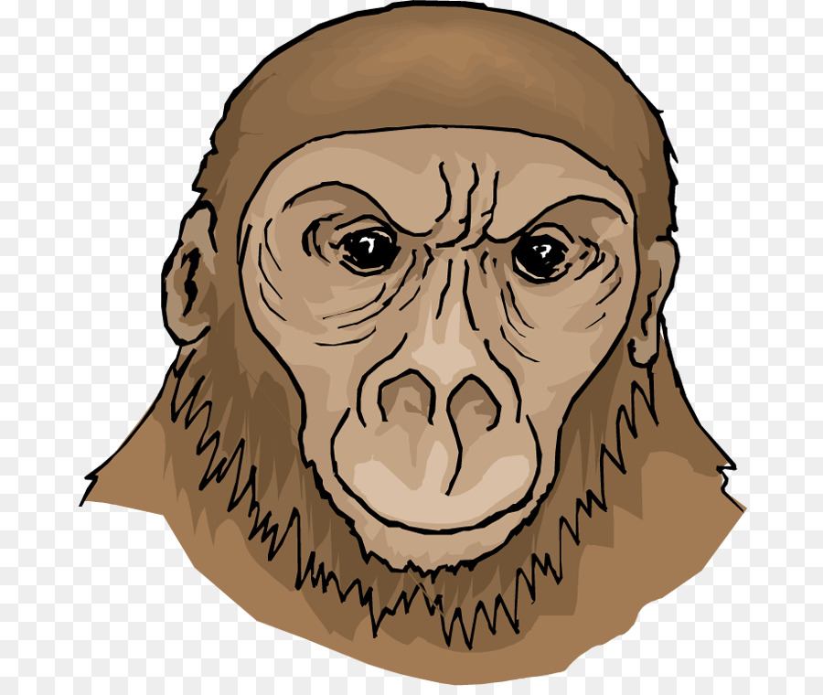 Singe，Gorille PNG