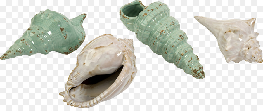 Coquillage，Mer PNG