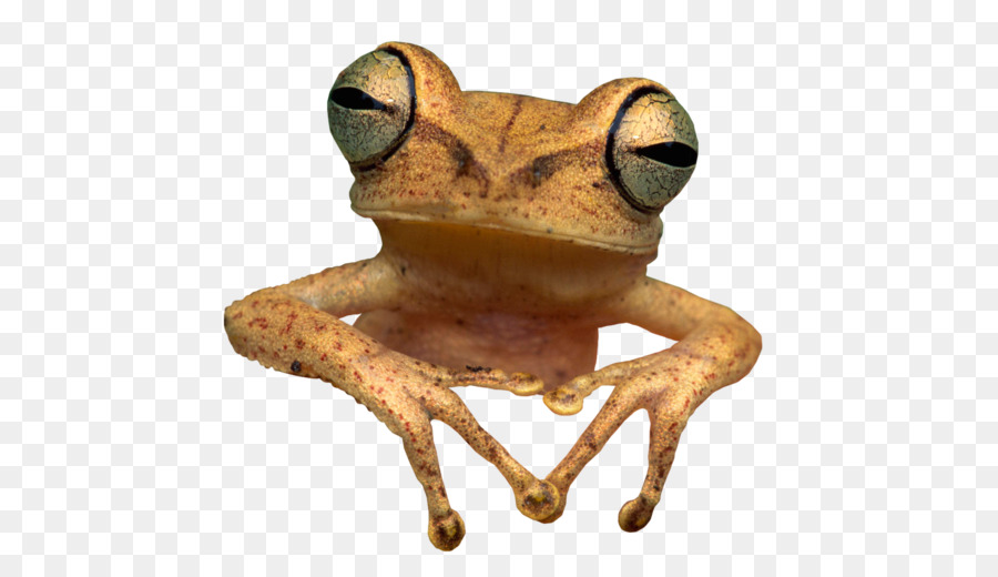 Grenouille Aux Yeux Rouges，Rainette PNG