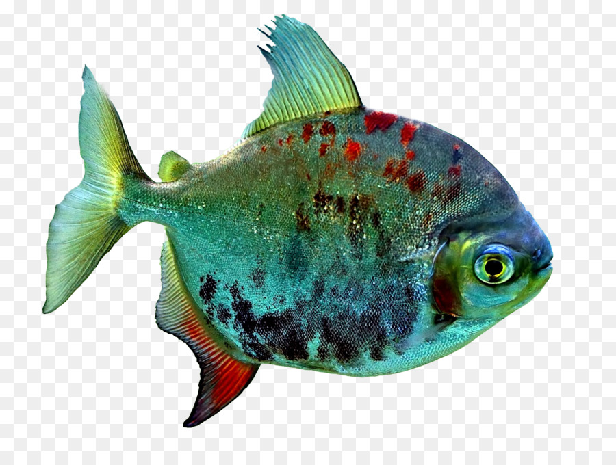 Poisson Coloré，Aquatique PNG