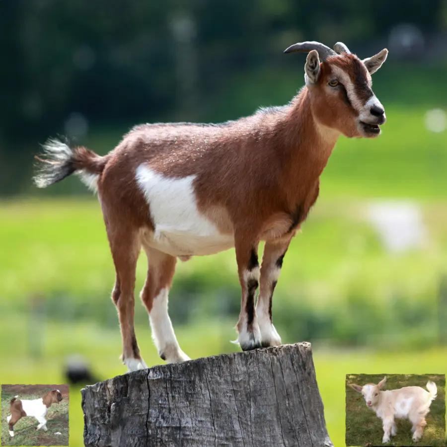 Chèvre，Ferme PNG