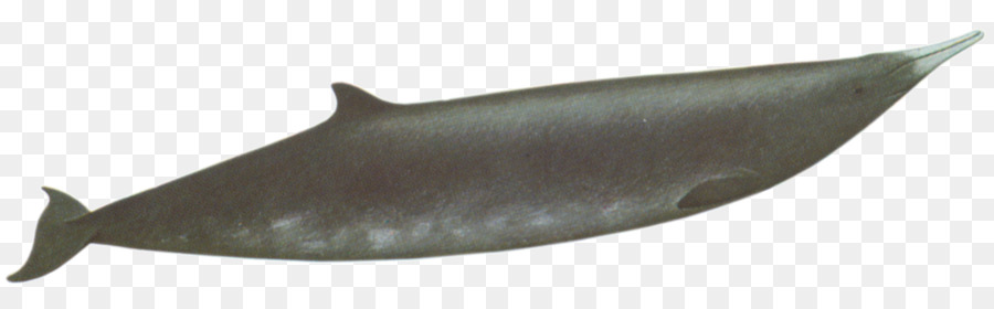 Baleine，Océan PNG