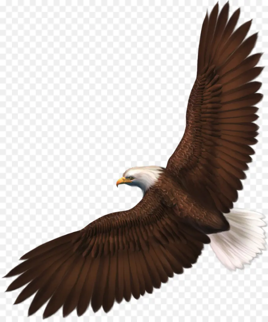 Aigle，Ailes PNG