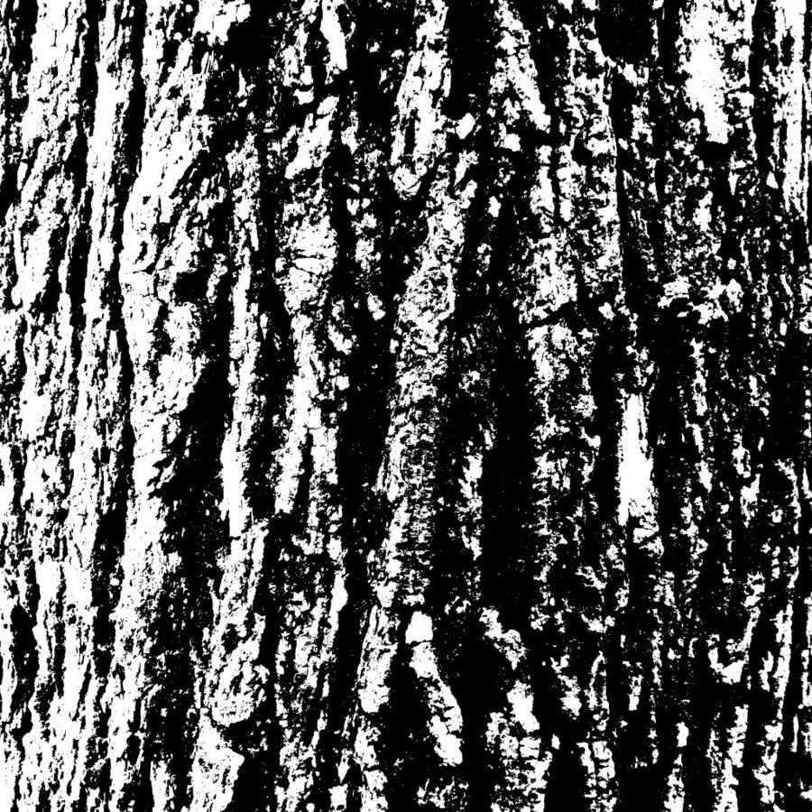 Écorce D'arbre，Texture PNG