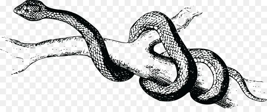 Serpent，Fosse Viper PNG