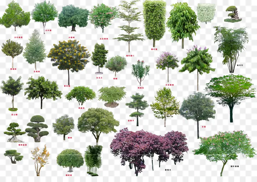 Divers Arbres，Plantes PNG