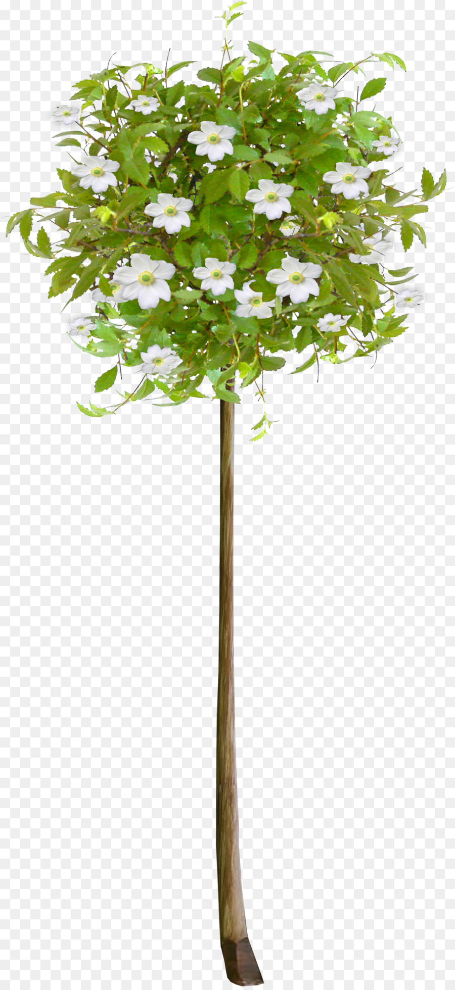 Arbre En Fleurs，Fleurir PNG