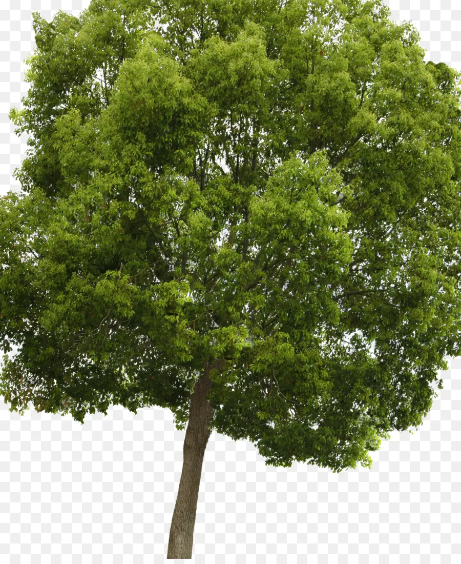 Arbre Vert，Feuilles PNG