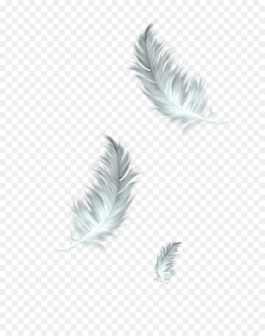 Plumes，Blanc PNG