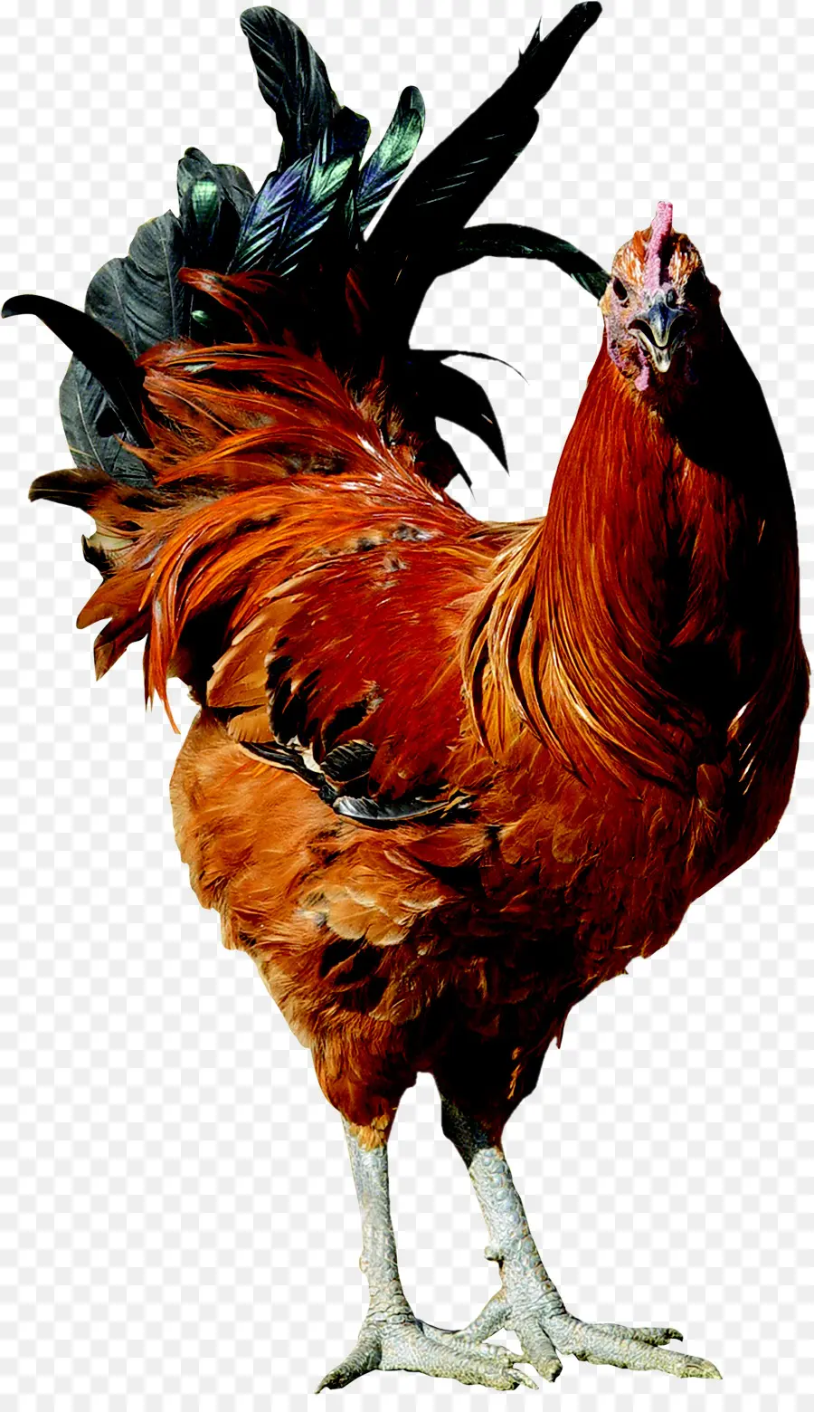 Coq Rouge，Plumes PNG