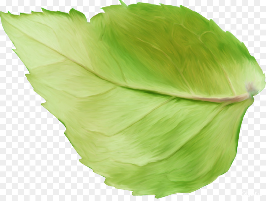 Feuille，Plante PNG