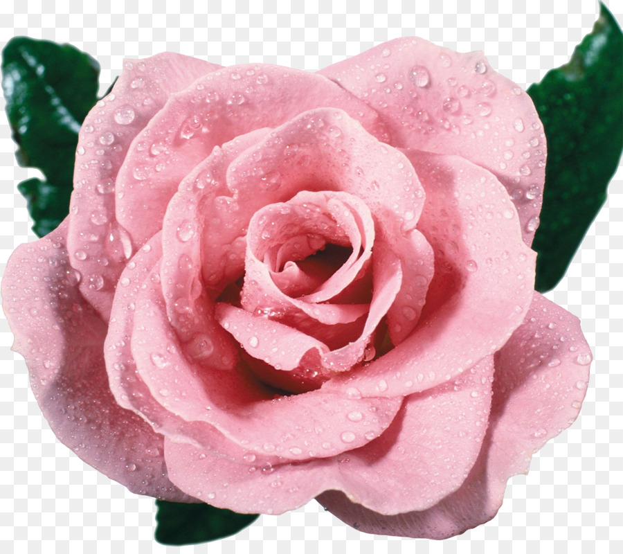 Rose Rose，Fleurir PNG