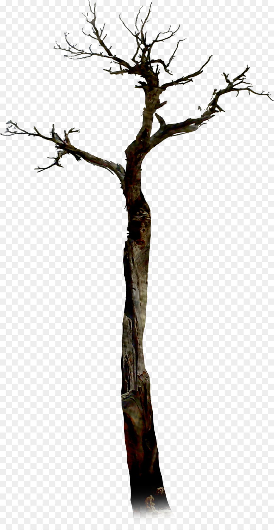 Arbre Mort，Nature PNG