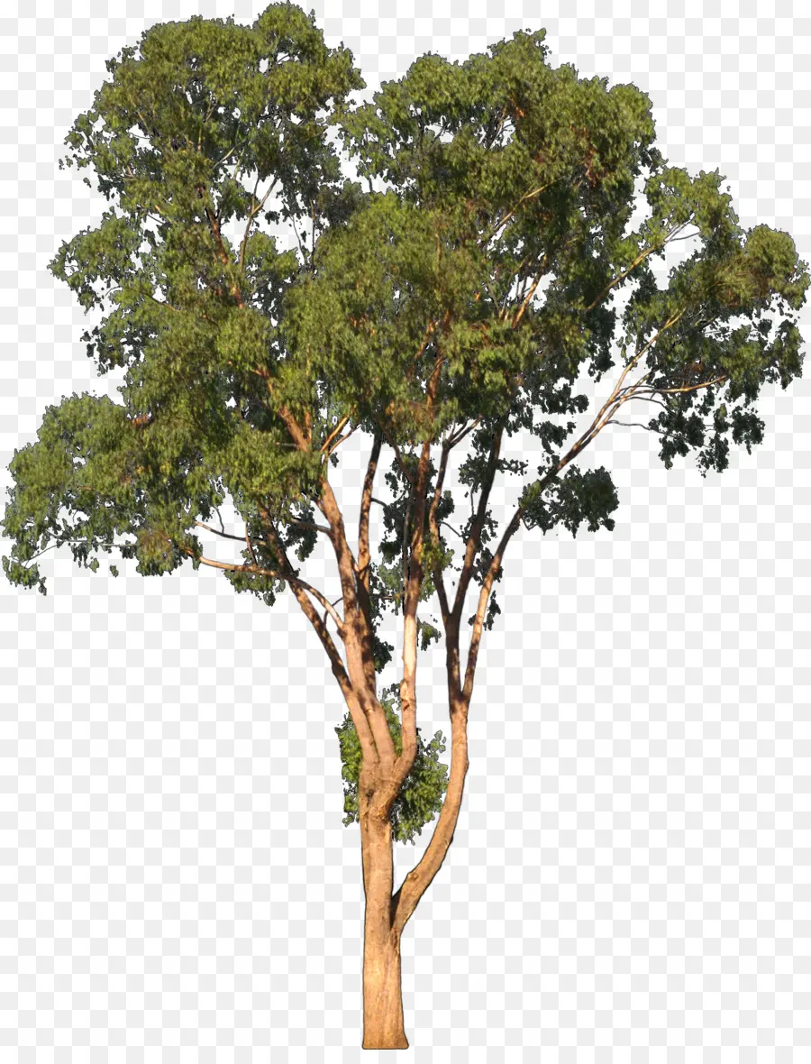 Eucalyptus Camaldulensis，Arbre PNG