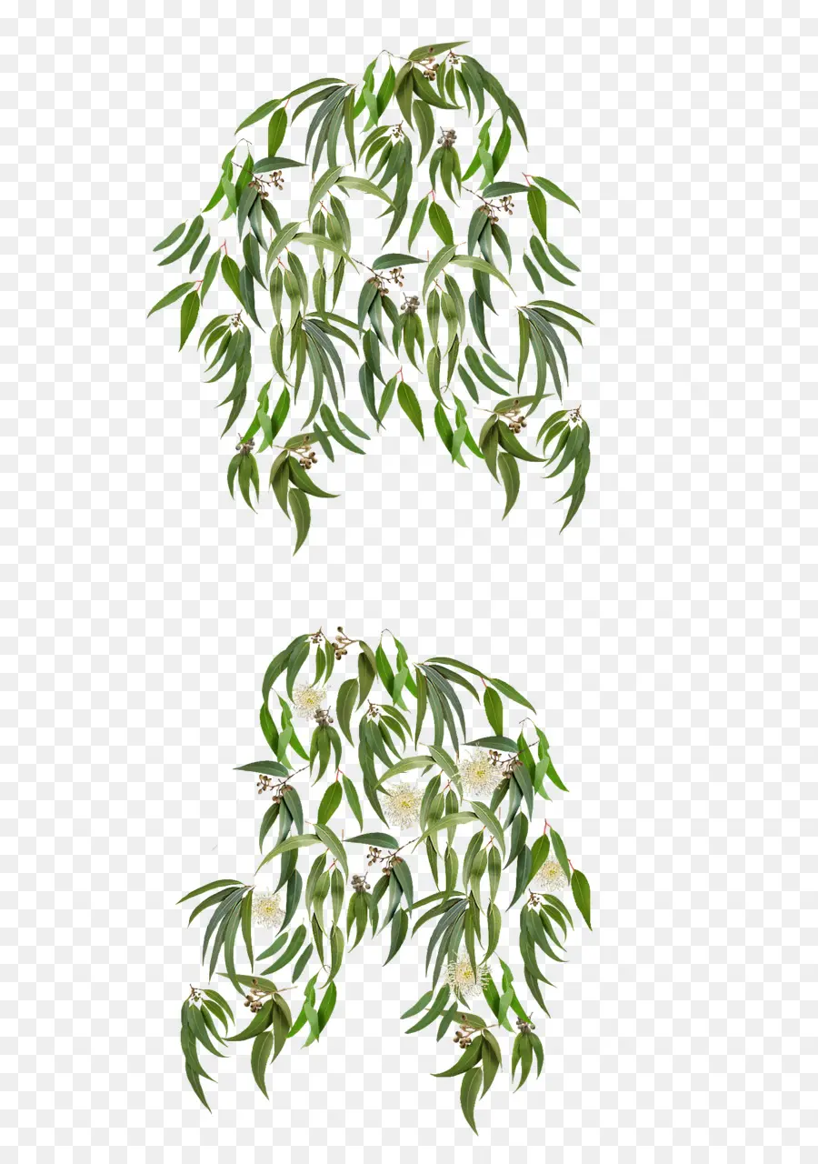 Eucalyptus，Feuilles PNG