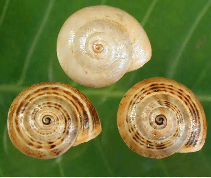 Petites Coquilles En Spirale，Escargot PNG