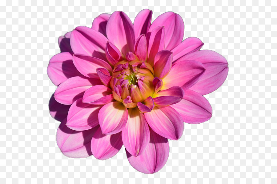 Fleur，Dahlia PNG