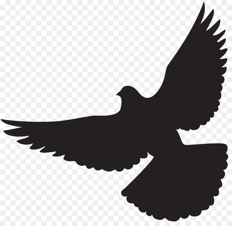 Columbidae，Silhouette PNG