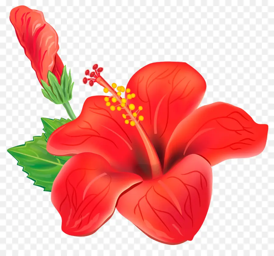 Fleur，Tropiques PNG