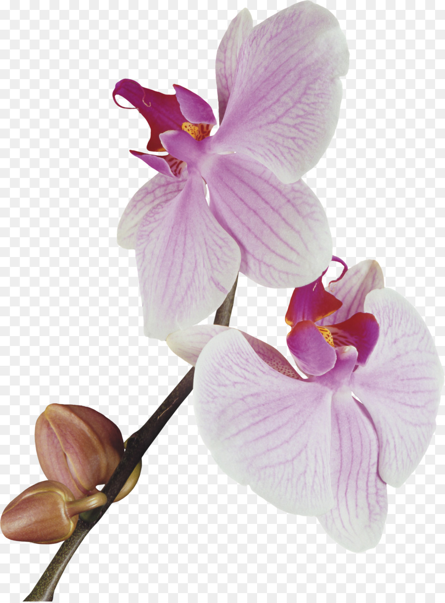 Les Orchidées，Fleur PNG