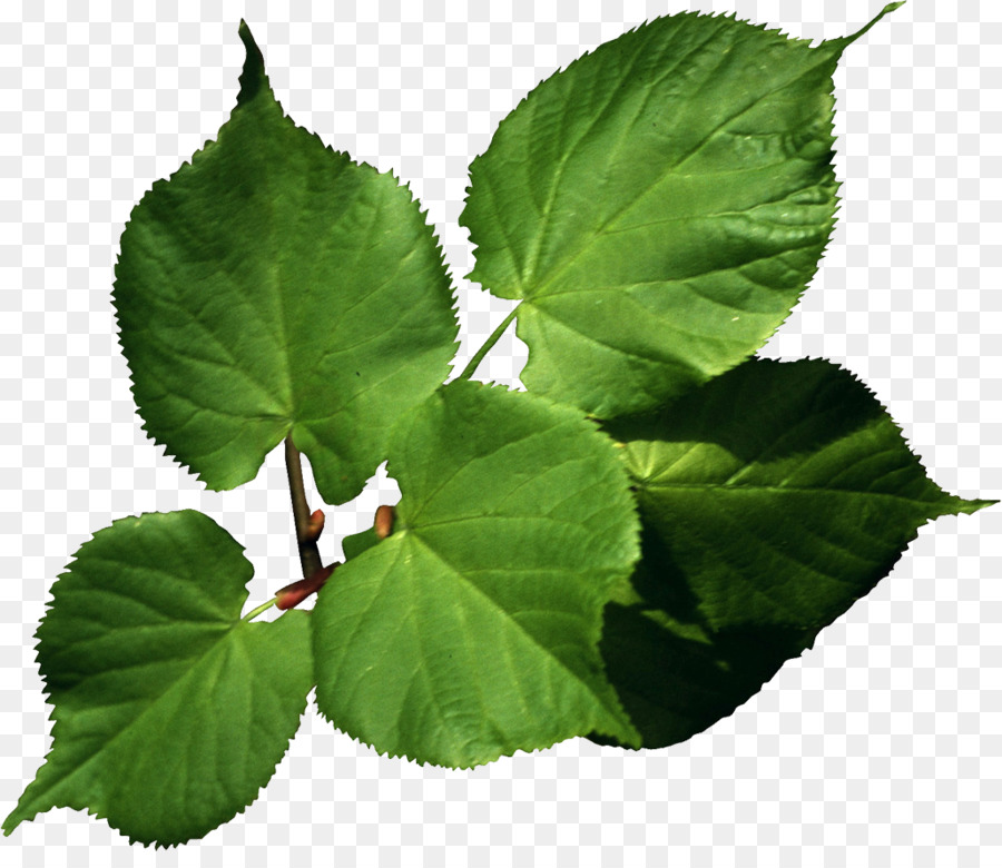 Feuilles Vertes，Bifurquer PNG