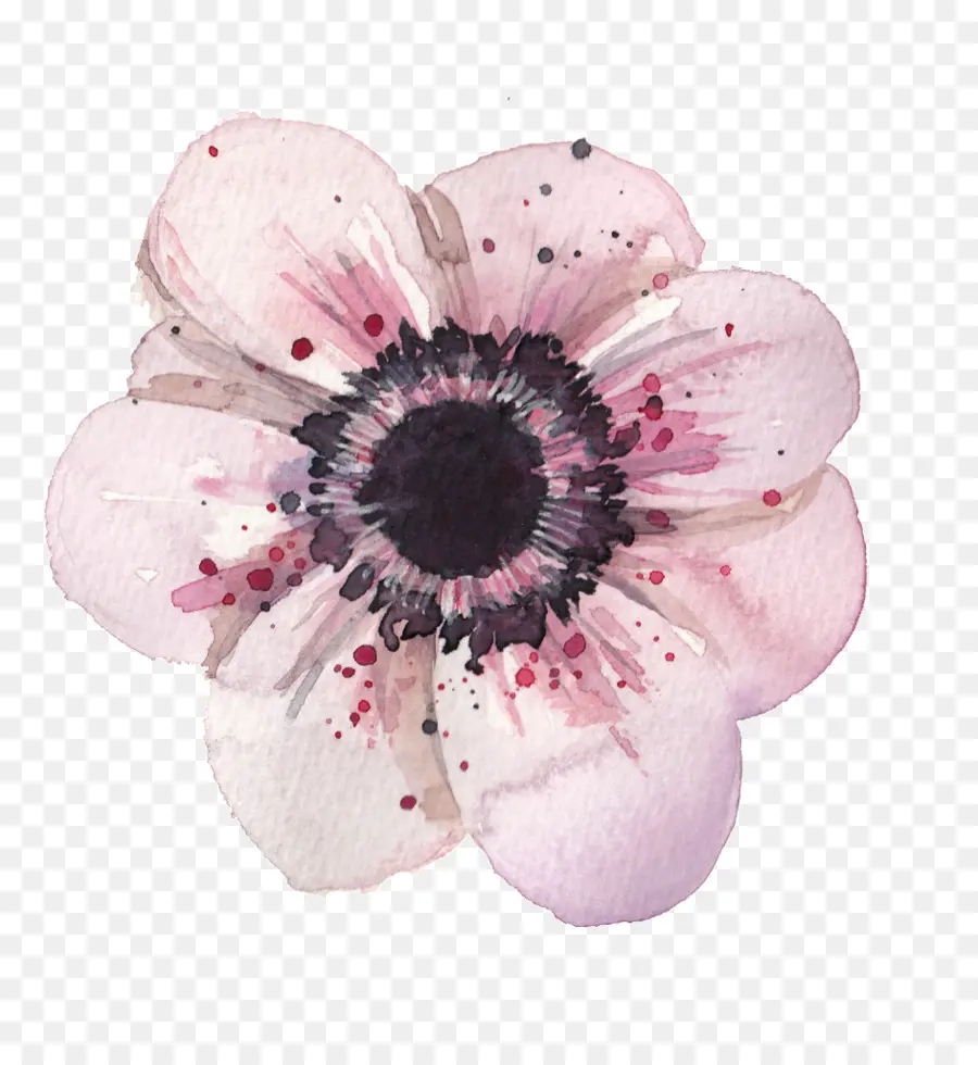 Fleur，Anémone PNG